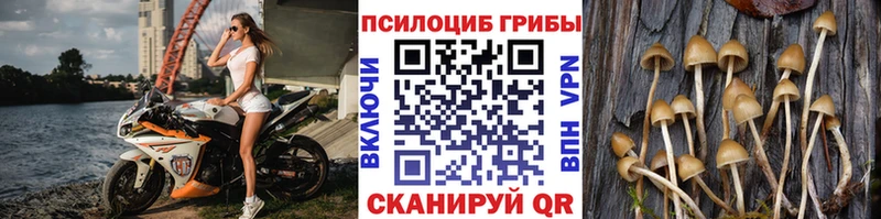 Купить где  Волжский  Галлюциногенные грибы Psilocybine cubensis 